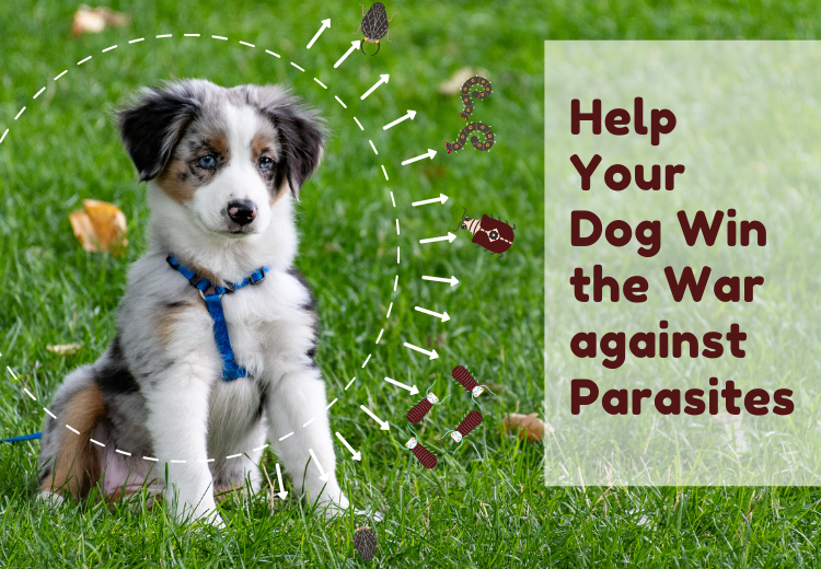 Win the War against Parasites